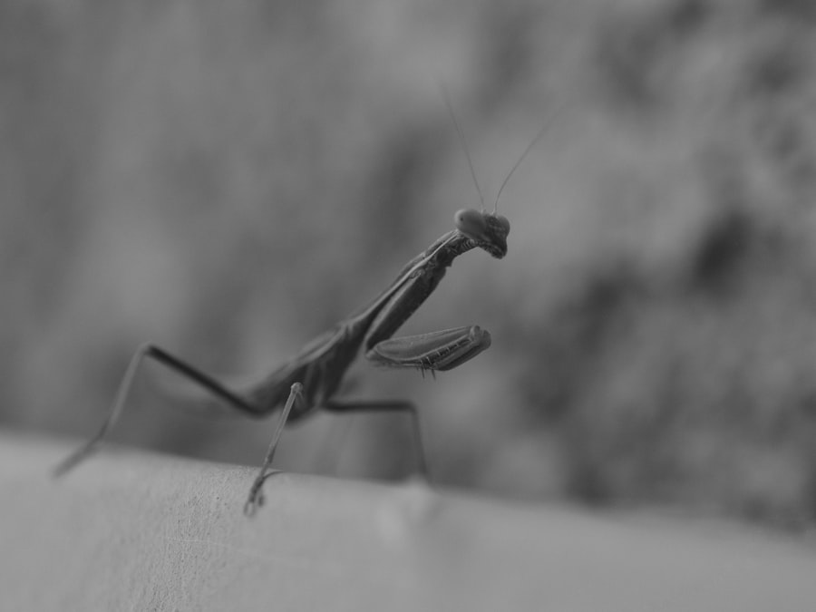 Photo Ghost Mantis