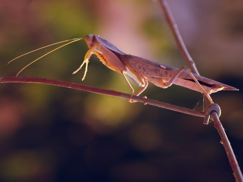 The Fascinating Indian Stick Insect: Carausius morosus