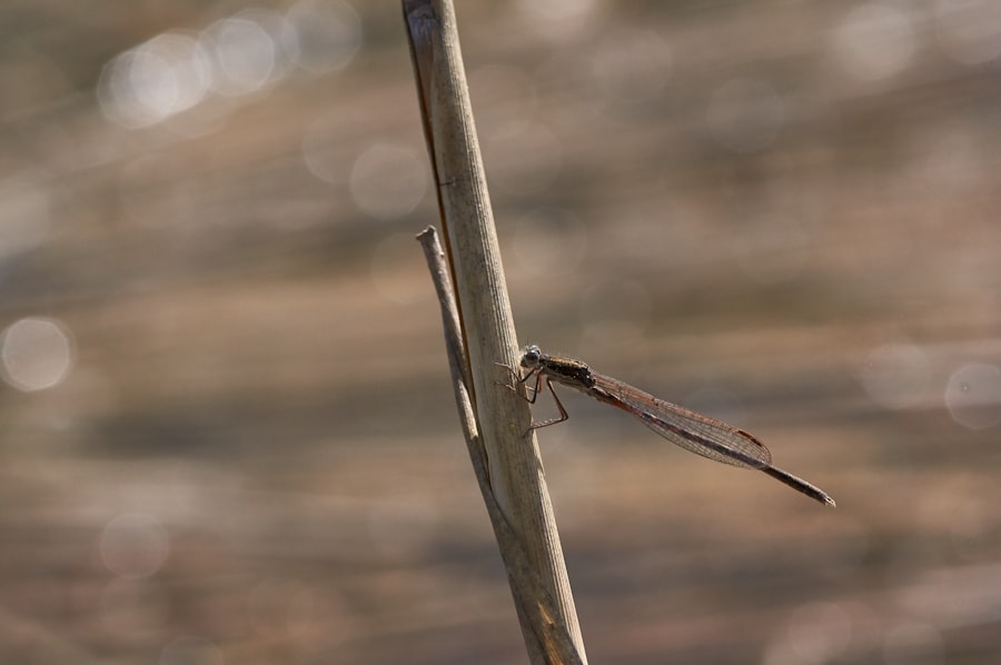 Photo Indian Stick Insect
