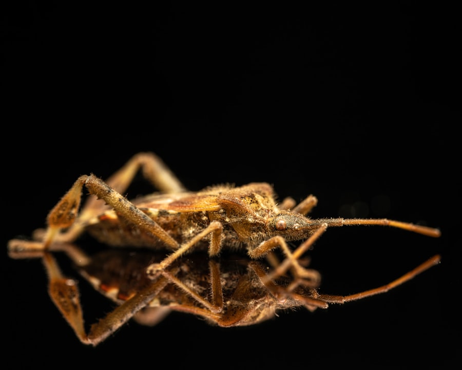 Prickly Stick Insect