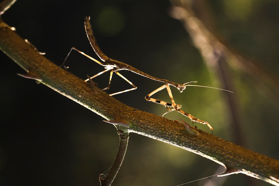 Photo Prickly Stick Insect