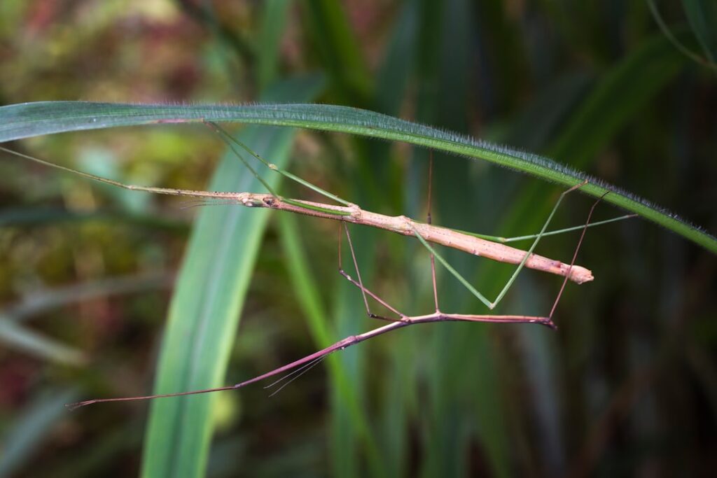 The Enigmatic Giant Prickly Stick Insect: Extatosoma Tiaratum